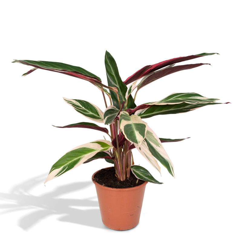 Calathea Triostar – Exotische Zimmerpflanze im Ø19cm Topf, ↕70cm