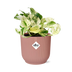 Epipremnum Happy Leaf: Pflegeleichte Zimmerpflanze mit Topf Bild 1