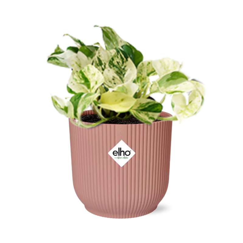 Epipremnum Happy Leaf: Pflegeleichte Zimmerpflanze mit Topf