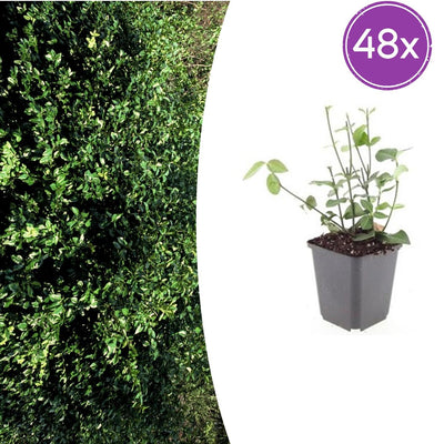 48x Euonymus fortunei 'Coloratus' - Zierstrauch für Beete & Bodendecker