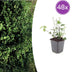 48x Euonymus fortunei 'Coloratus' - Zierstrauch für Beete & Bodendecker Bild 1
