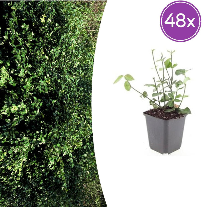 48x Euonymus fortunei 'Coloratus' - Zierstrauch für Beete & Bodendecker