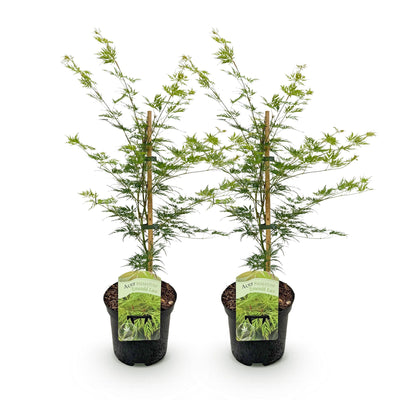 GreenboutiQ Japanischer Ahorn 'Emerald Lace', 2 Pflanzen, 70cm