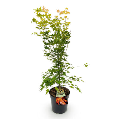 Japanischer Ahorn Orange Dream: Schöner Laubbaum im 26cm Topf, 90cm hoch