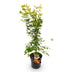 Japanischer Ahorn Orange Dream: Schöner Laubbaum im 26cm Topf, 90cm hoch Bild 2