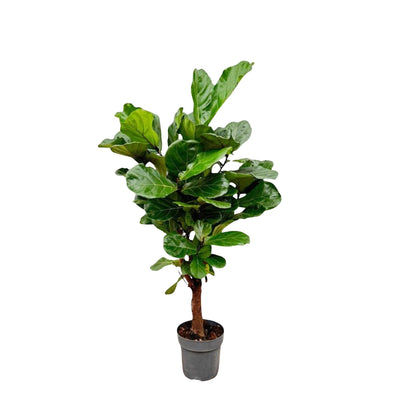 Ficus Lyrata Geigenfeige 130cm im Ø27cm Topf