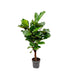 Ficus Lyrata Geigenfeige 130cm im Ø27cm Topf Bild 1