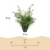 Green boutiQ Fargesia robusta Pingwu Bamboo, non-invasive, pot 23cm, H 80cm Bild 3
