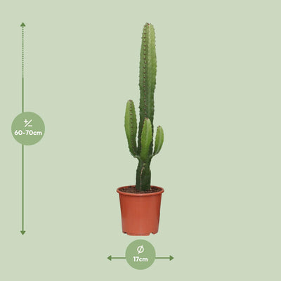 Euphorbia Acrurensis - Ø17cm - ↕50cm - Weihnachtsstern