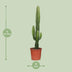 Euphorbia Acrurensis - Ø17cm - ↕50cm - Poinsettia Bild 2