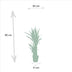 2x Yucca Elephantipes (Palmlilie) - Ø17cm - ca. 90cm Bild 5