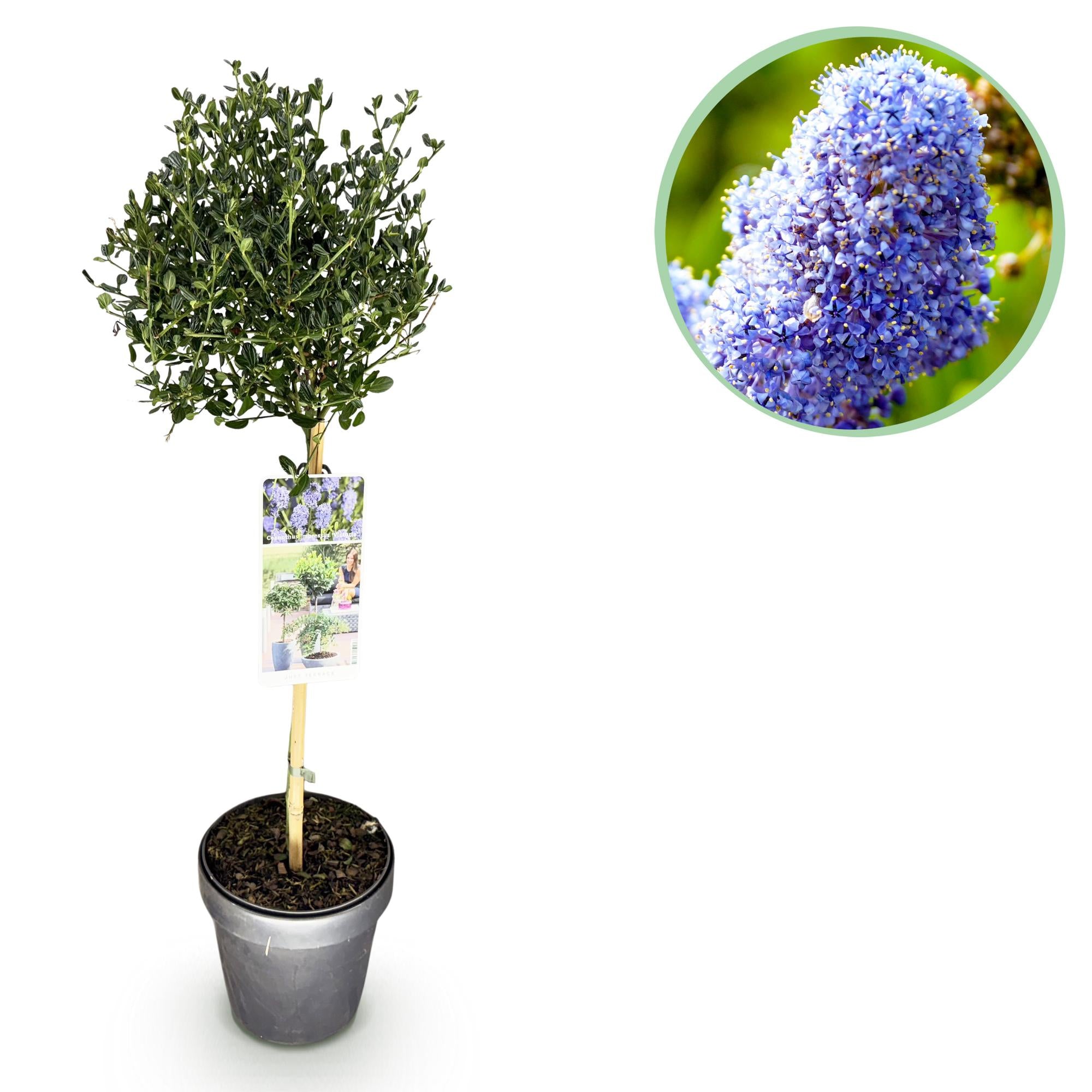 GreenboutiQ - Stamm Pflanze - Ceanothus impressus Victoria - Terrassenpflanze - Immergrün - Winterhart - Lila Blüte - Topf 19cm Höhe 90cm