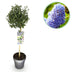 Ceanothus impressus Victoria - Lila Blüte, Immergrün, Topf 19cm, H 90cm Bild 1