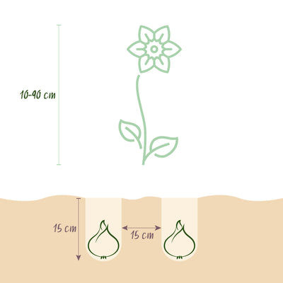 GreenboutiQ Blumenzwiebeln: Rosa Gartenmischung, 125 Stk. Geschenkverpackung