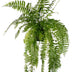 Nephrolepis Macho Farn – 20cm Topf, 100cm hoch Bild 1