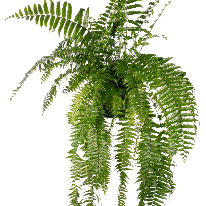 Nephrolepis Macho Farn – 20cm Topf, 100cm hoch