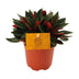 Peperomia Caperata Rosso – Attractive foliage, easy to care for, Ø11cm Bild 1