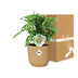 Monstera 'Monkey Leaf' im ELHO Vibes Fold Topf 14 cm gelb Bild 5