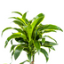 Dracaena Deremensis Dorado Topfpflanze Ø21cm | 100-120cm Höhe Bild 3