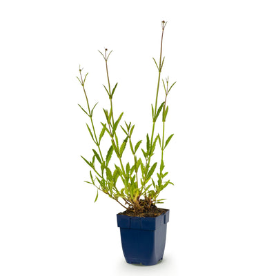 Verbena bonariensis 'Eisenkraut' - Lila/Rosa/Weiß - 1 Pflanze