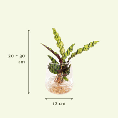 Calathea Insignis Hydroponik-Pflanze im Kingston Glas
