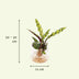 Calathea Insignis Hydroponik-Pflanze im Kingston Glas Bild 2