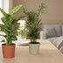 Houseplant Set: 3-pack, Ø17cm, 45-55cm high Bild 3
