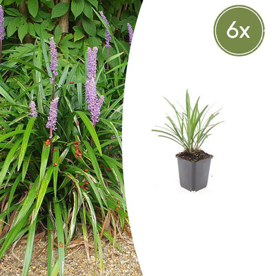 6x Liriope muscari 'Ingwersen' - 10-25cm - Ø9cm