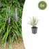 6x Liriope muscari 'Ingwersen' - 10-25cm - Ø9cm Bild 1