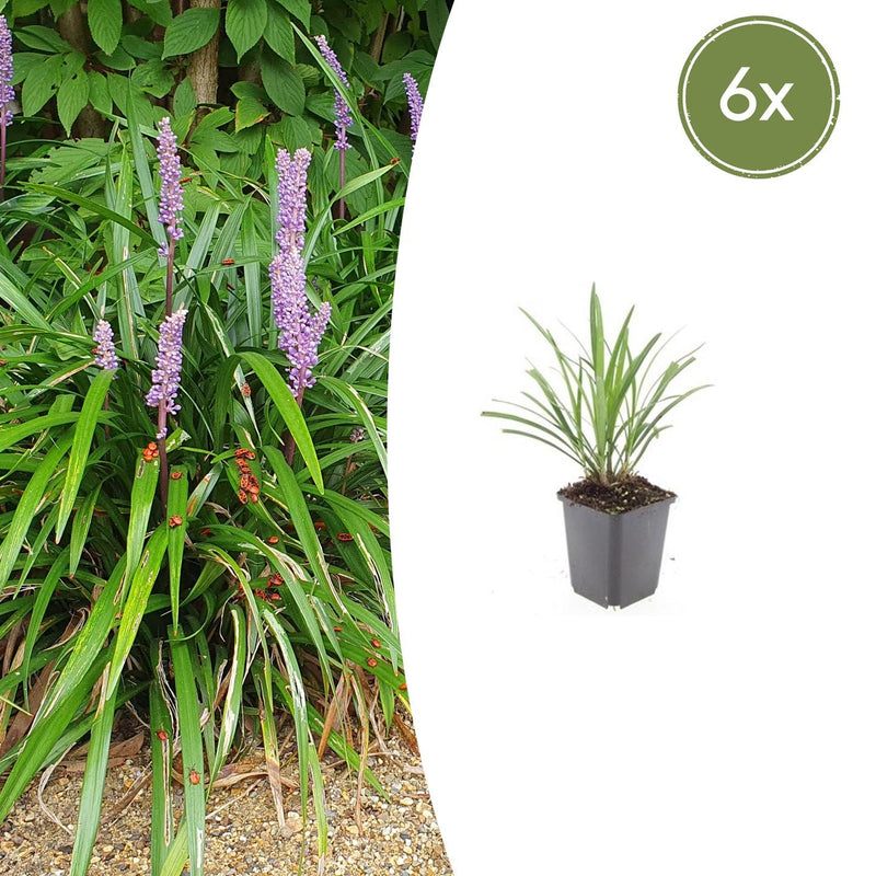 6x Liriope muscari 'Ingwersen' - 10-25cm - Ø9cm