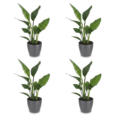 Green boutiQ - Strelitzia Reginea - Paradiesvogelblume - 4 Pflanzen - mit Potter Grijs - Topf 12cm - Höhe 35cm