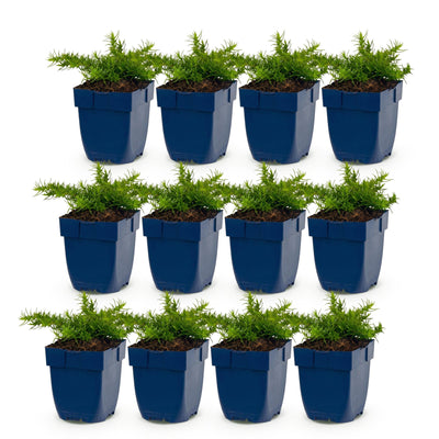 Green boutiQ - Perennial - Phlox Rosette - Flame Bloom - Ground Cover - Pink - 12 Plants - 11cm Pot - 15-25cm Height