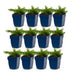 Green boutiQ - Perennial - Phlox Rosette - Flame Bloom - Ground Cover - Pink - 12 Plants - Pot 11cm - Height 15-25cm Bild 7