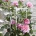 3x Kletterrose 'Crazy in Love' Pink, ↨65cm, Ø15cm Bild 5