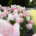 BoutiQ Gartenhortensie 'Living Pink & Rose' - 3 Pflanzen, Winterhart Bild 4