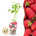 GreenboutiQ - Obstpflanzen - Himbeere - Rubus idaeus Heritage - Winterhart - 3 Pflanzen - Topf 9 cm - Rote Himbeere Bild 1