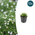 12x Irisches Moos (Sagina subulata) - Bodendecker 10-25cm Bild 1