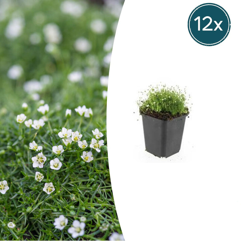 12x Irisches Moos (Sagina subulata) - Bodendecker 10-25cm