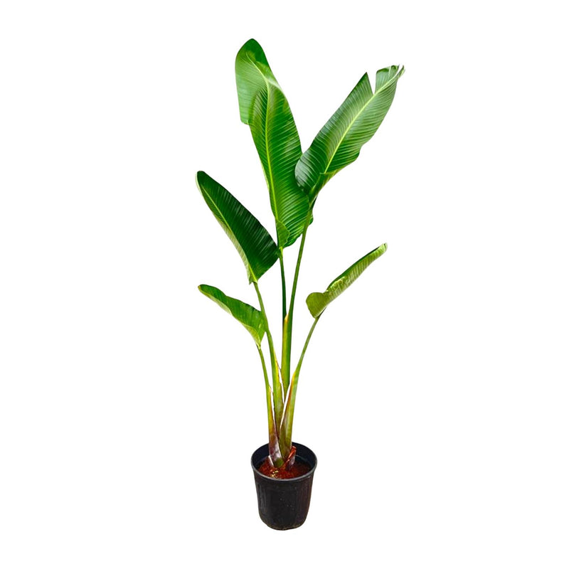 Strelitzia Augusta Weiße Paradiesvogelblume 210 cm Höhe