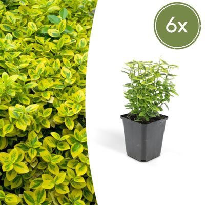 6x Euonymus 'Emerald 'n Gold' 10-25cm Ø9cm