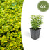 6x Euonymus 'Emerald 'n Gold' 10-25cm Ø9cm Bild 1