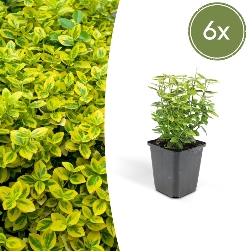 6x Euonymus 'Emerald 'n Gold' 10-25cm Ø9cm