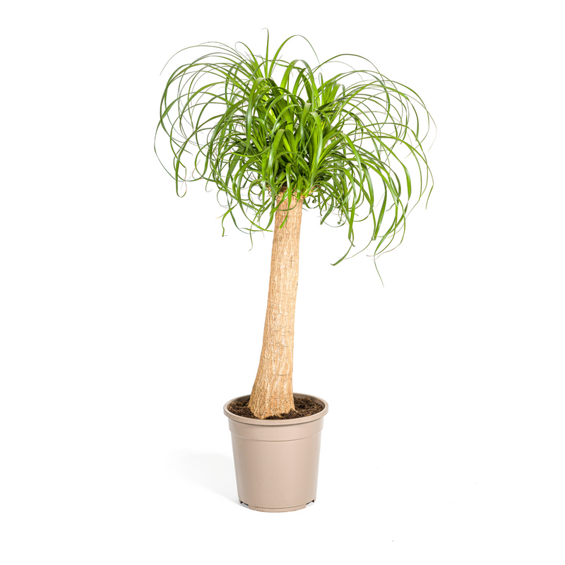 Beaucarnea Recurvata Stamm Ø24cm, 80-100cm - Elefantenfuß