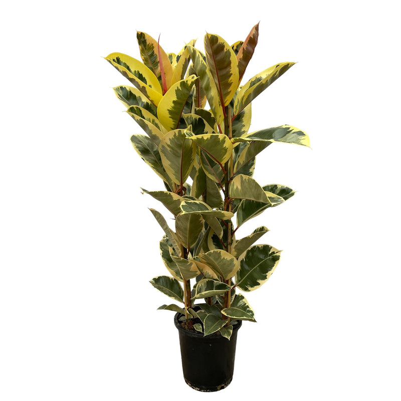 Ficus Elastica Tineke, Gummibaum, 140 cm