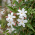 6x Echter Jasmin 'Jasminum officinale' - Weiße Kletterpflanze im Ø9cm Topf Bild 2