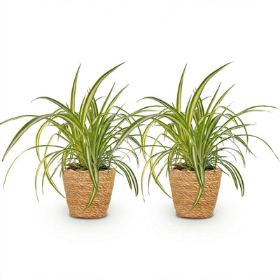 Bunte Graslilie 'Chlorophytum comosum Variegatum', 2 Pflanzen im Korb