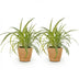 Bunte Graslilie 'Chlorophytum comosum Variegatum', 2 Pflanzen im Korb Bild 2