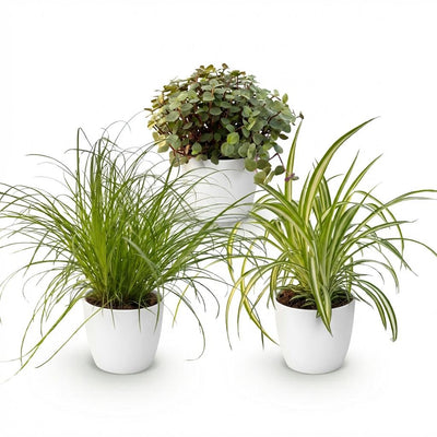 Green boutiQ Pflanzen-Set: 3 Haustierfreundliche Zimmerpflanzen