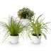 Green boutiQ Pflanzen-Set: 3 Haustierfreundliche Zimmerpflanzen Bild 2
