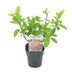 GreenboutiQ Panicle Hydrangea 'Pink Diamond', pink flowers, 50cm Bild 2